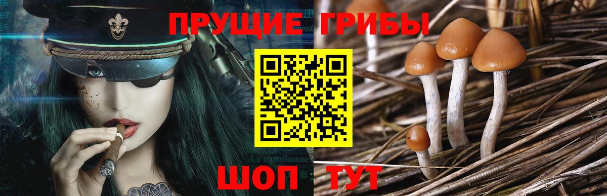 Галлюциногенные грибы Cubensis Нефтекамск